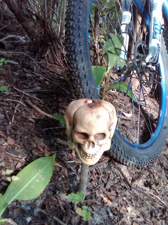 A decorative skull mounted on a stick beside a bicycle tire, with surrounding greenery and fallen leaves on the forest floor. Caloosahatchee Regional Park mountain bike trail.