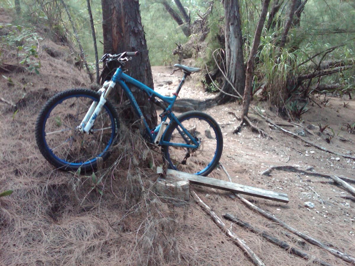 A blue mountain bike leaning against a tree in a forested area covered with pine needles, surrounded by various plants and fallen branches. Oleta River State Park mountain bike trail.