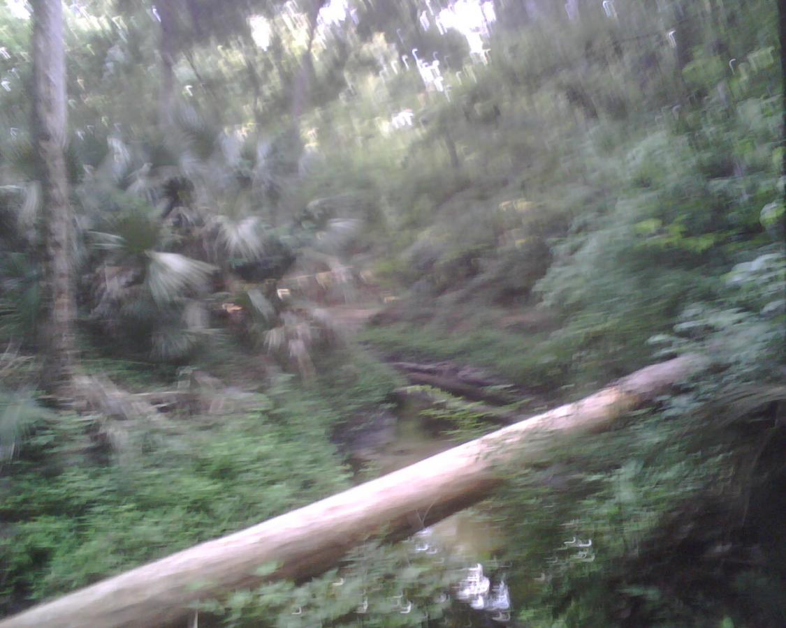 A blurry image of a wooded area with dense green foliage and a small creek running through it, featuring a fallen tree trunk across the water. Environmental Center mountain bike trail.