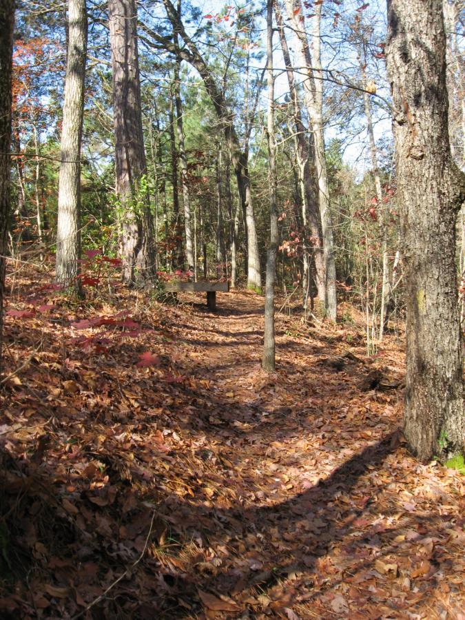 A narrow wooded trail covered in fallen leaves, surrounded by tall trees with vibrant autumn foliage. A bench is visible in the distance, inviting quiet reflection in the tranquil forest setting. Sunlight filters through the branches, creating a serene atmosphere. Harris Shoals mountain bike trail.