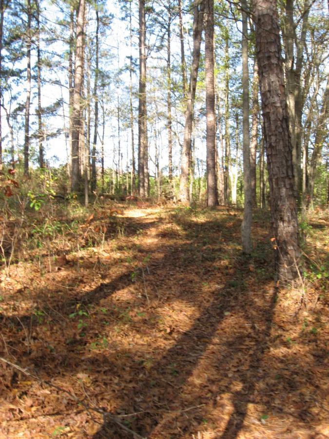 A sunlit forest path winding through tall trees, with sunlight casting shadows on a carpet of fallen leaves. Harris Shoals mountain bike trail.
