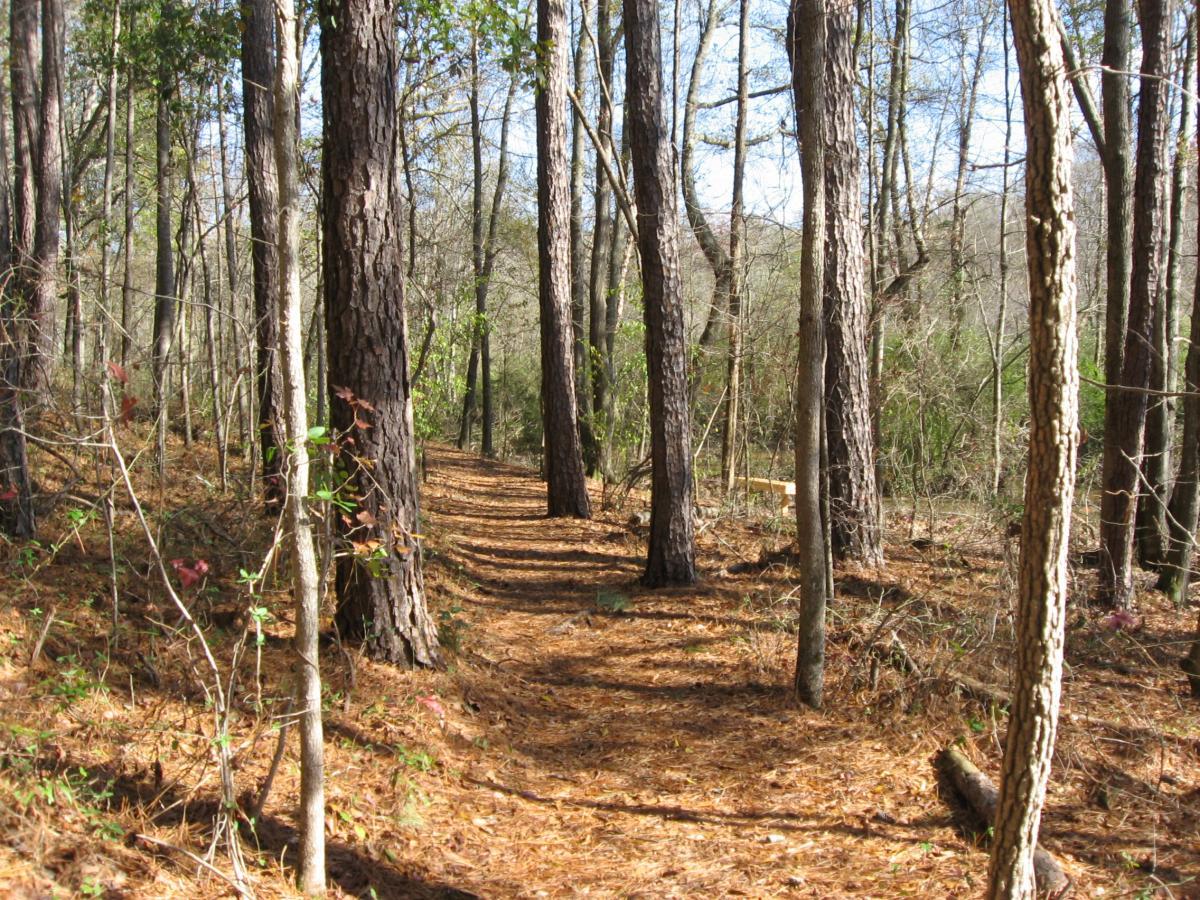 A serene forest path winding through tall trees, with sunlight filtering through the leaves. The ground is covered in a mix of pine needles and fallen leaves, creating a natural and inviting atmosphere. Harris Shoals mountain bike trail.