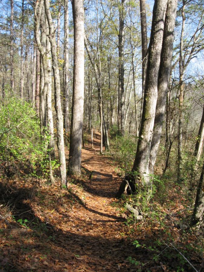 A sunlit forest path winding through tall trees, with a carpet of fallen leaves on the ground and greenery lining the trail. Harris Shoals mountain bike trail.