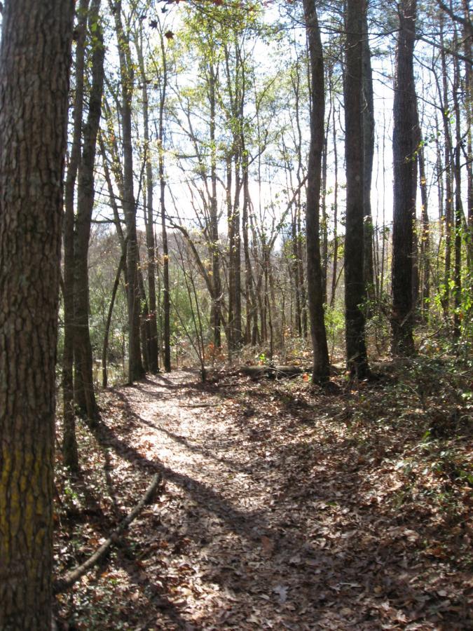 A narrow dirt path winding through a sunlit forest, surrounded by tall trees with green leaves and scattered fallen leaves on the ground. The scene exhibits a peaceful, natural setting with gentle shadows cast by the trees. Harris Shoals mountain bike trail.