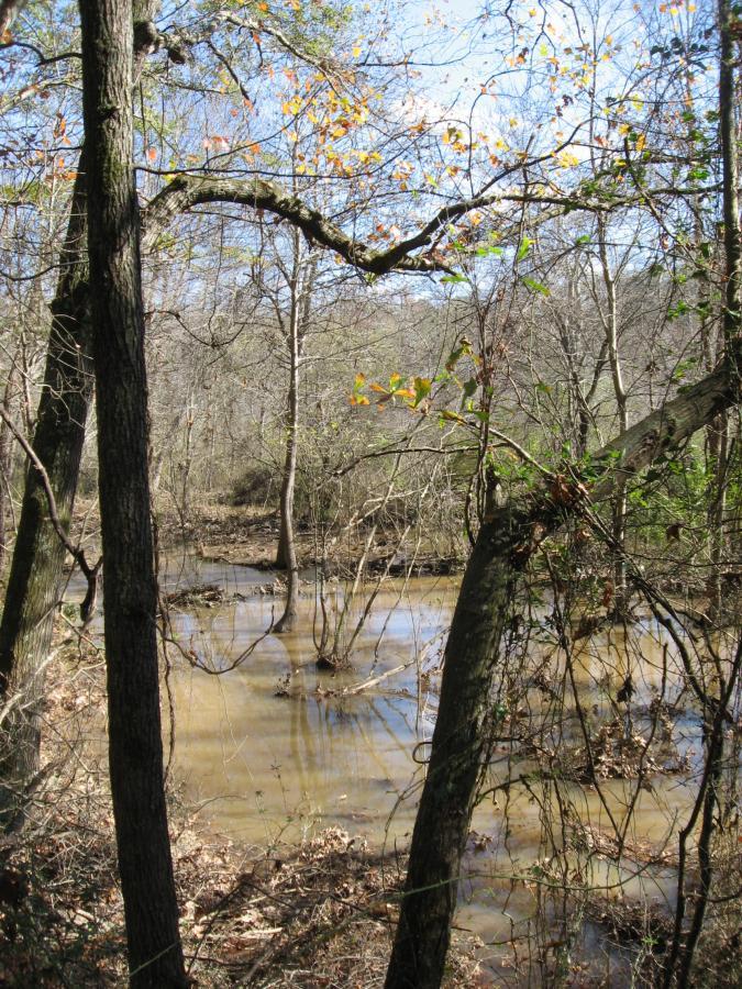 A serene view of a wooded area with a calm, shallow stream flowing through. Tall trees line the banks, and some branches are adorned with a few lingering yellow leaves. The ground is littered with fallen leaves, and the scene is bathed in natural light under a clear blue sky. Harris Shoals mountain bike trail.