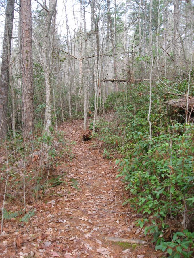 A narrow dirt path winding through a forest with tall, bare trees and patches of green foliage. Leaves cover the ground, creating a natural carpet, while the sky is overcast in the background. Turner Creek Trail mountain bike trail.