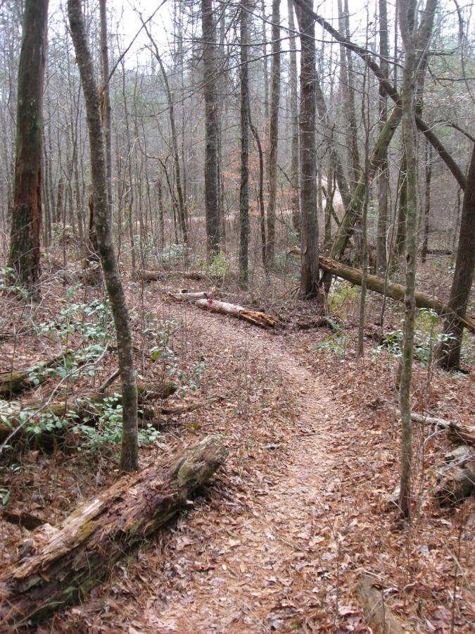 A winding dirt trail leads through a wooded area, surrounded by bare trees and scattered leaves. Fallen logs and lush green undergrowth are visible along the path, creating a serene natural setting. Turner Creek Trail mountain bike trail.