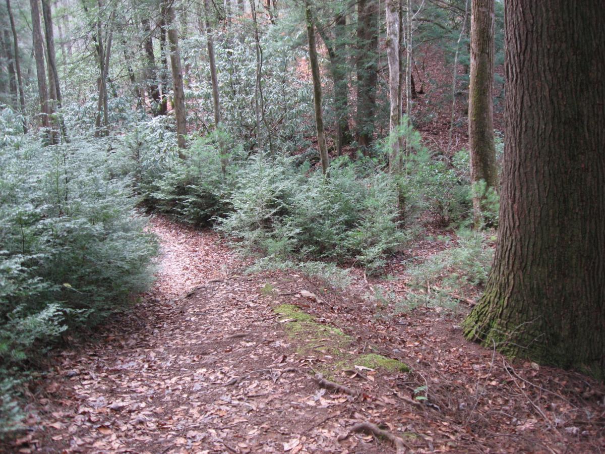 A narrow dirt path winding through a wooded area, surrounded by lush green shrubs and tall trees. The ground is covered with fallen leaves, and the scene is peaceful and serene, conveying a sense of tranquility in nature. Turner Creek Trail mountain bike trail.