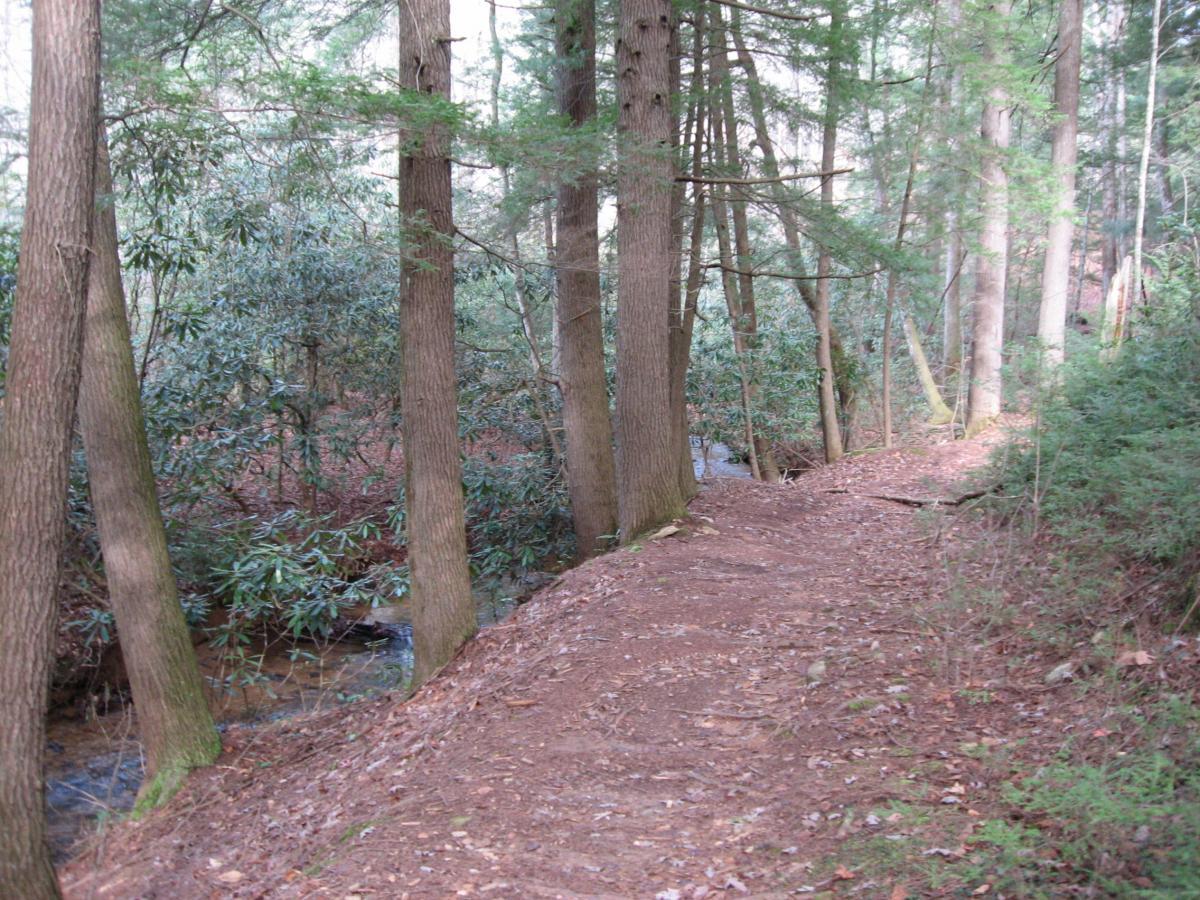 A winding dirt path lined with tall trees and lush greenery, leading through a wooded area with scattered fallen leaves and a glimpse of a small stream visible in the background. Turner Creek Trail mountain bike trail.