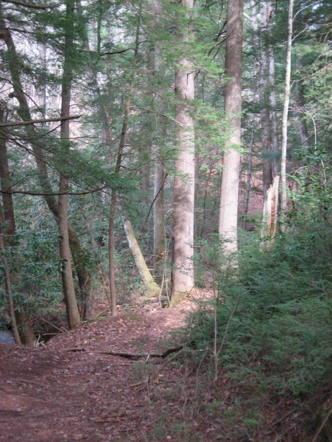 A narrow path winding through a dense forest, lined with tall trees and lush greenery. Sunlight filters through the leaves, creating a peaceful and inviting atmosphere. Turner Creek Trail mountain bike trail.