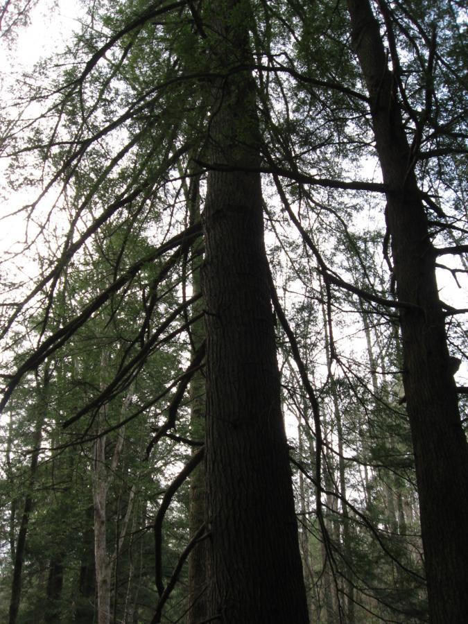 A tall tree with a textured bark and numerous branches reaching outward, surrounded by dense forest foliage. The scene is slightly dim, suggesting a tranquil woodland atmosphere. Turner Creek Trail mountain bike trail.