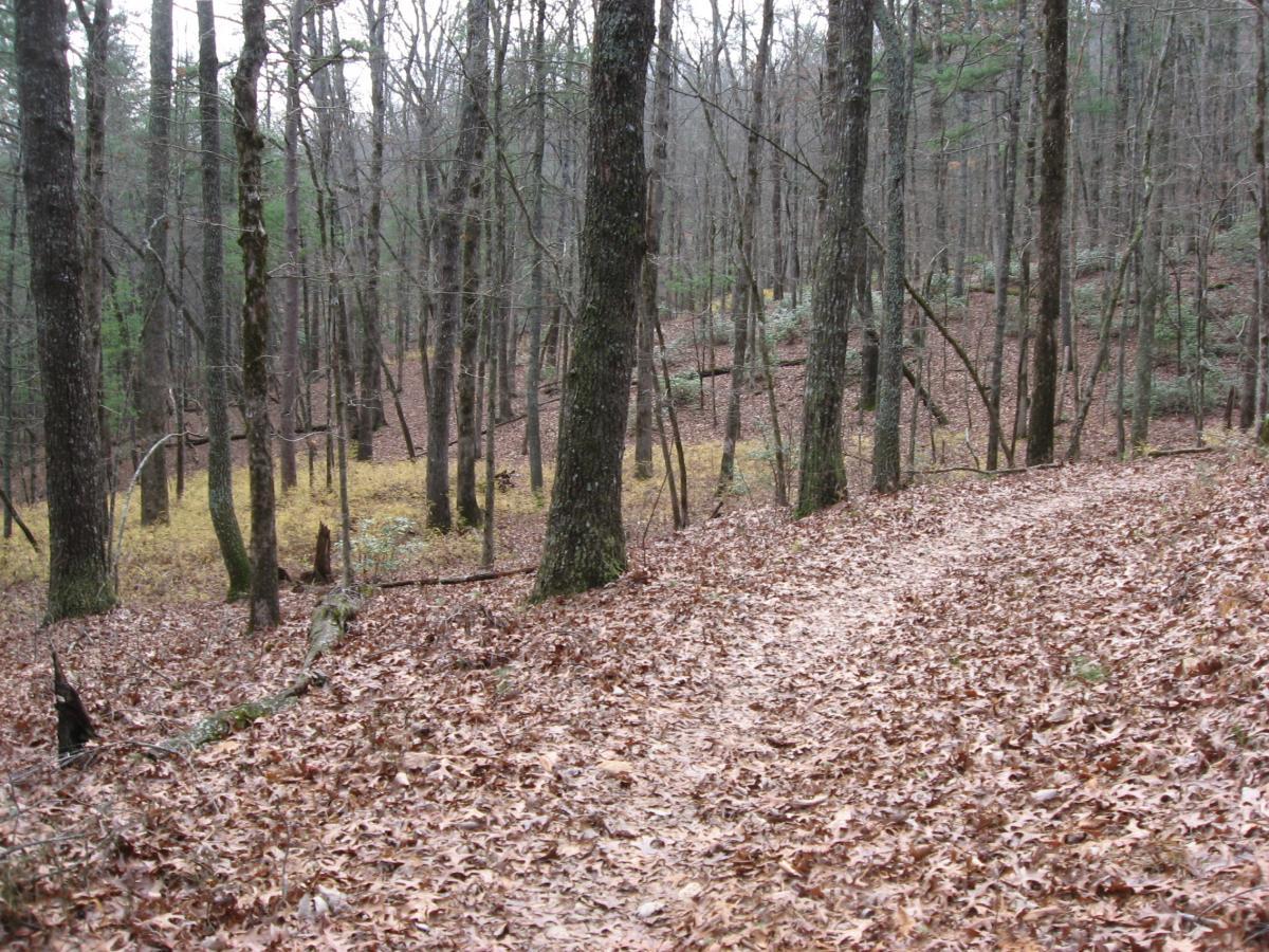 A winding pathway covered with fallen leaves, surrounded by tall trees in a wooded area during early autumn. The scene features sparse underbrush and hints of yellow foliage in the background, creating a serene and tranquil atmosphere. Turner Creek Trail mountain bike trail.