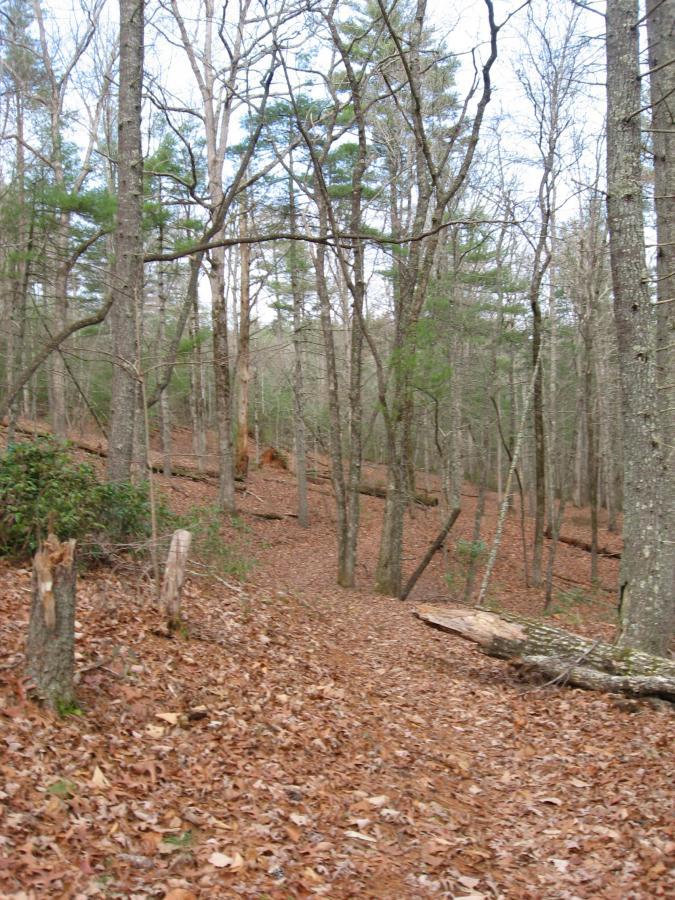 A wooded trail winding through a forest with bare trees and patches of green foliage, covered in a layer of fallen leaves. Turner Creek Trail mountain bike trail.