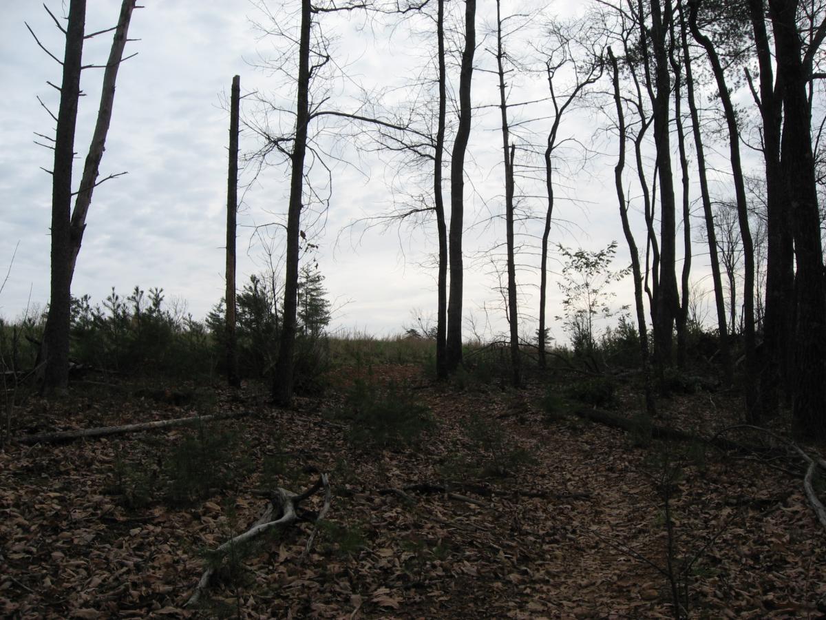 A wooded area featuring tall, bare trees against a cloudy sky. The ground is covered with fallen leaves and scattered branches, while low shrubs and new growth peeks through the underbrush. The scene conveys a quiet, natural landscape. Jones Creek Ridge Trail mountain bike trail.