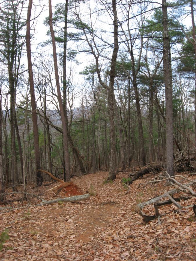 A winding dirt path through a forest, surrounded by tall trees with sparse greenery. The ground is covered with fallen leaves and scattered twigs, indicating a natural and tranquil outdoor setting. Jones Creek Ridge Trail mountain bike trail.