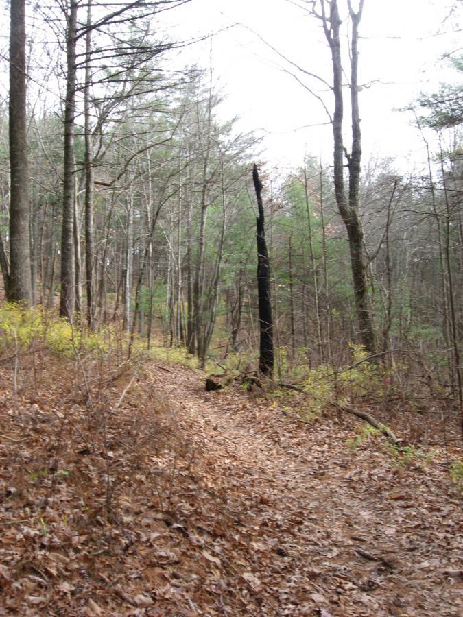 A forest trail winding through a wooded area, surrounded by trees with bare branches and some evergreens. The ground is covered with fallen leaves, and a few patches of green underbrush are visible along the path. The scene is overcast, contributing to a calm, natural atmosphere. Jones Creek Ridge Trail mountain bike trail.
