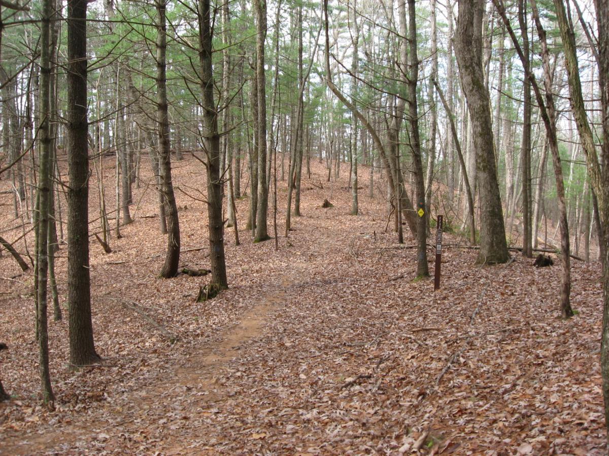 A winding dirt trail through a dense forest, covered in fallen leaves, with tall trees on either side. A wooden post with trail signs is visible on the right. The atmosphere is calm and serene, typical of a natural woodland setting. Jones Creek Ridge Trail mountain bike trail.