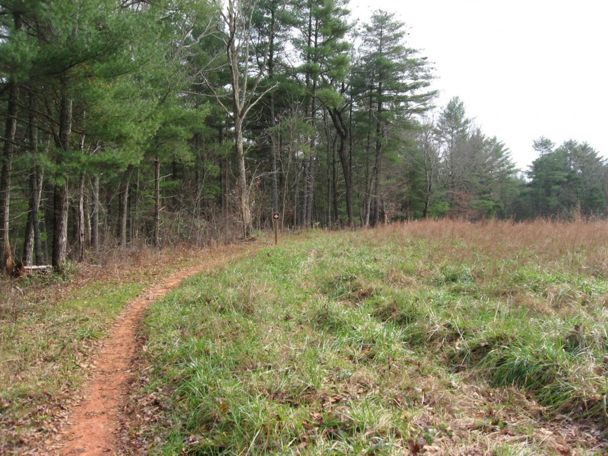 A winding dirt path leads through a grassy area bordered by trees, with a signpost visible in the background. The scene depicts a tranquil forest setting under a cloudy sky. Jones Creek Ridge Trail mountain bike trail.