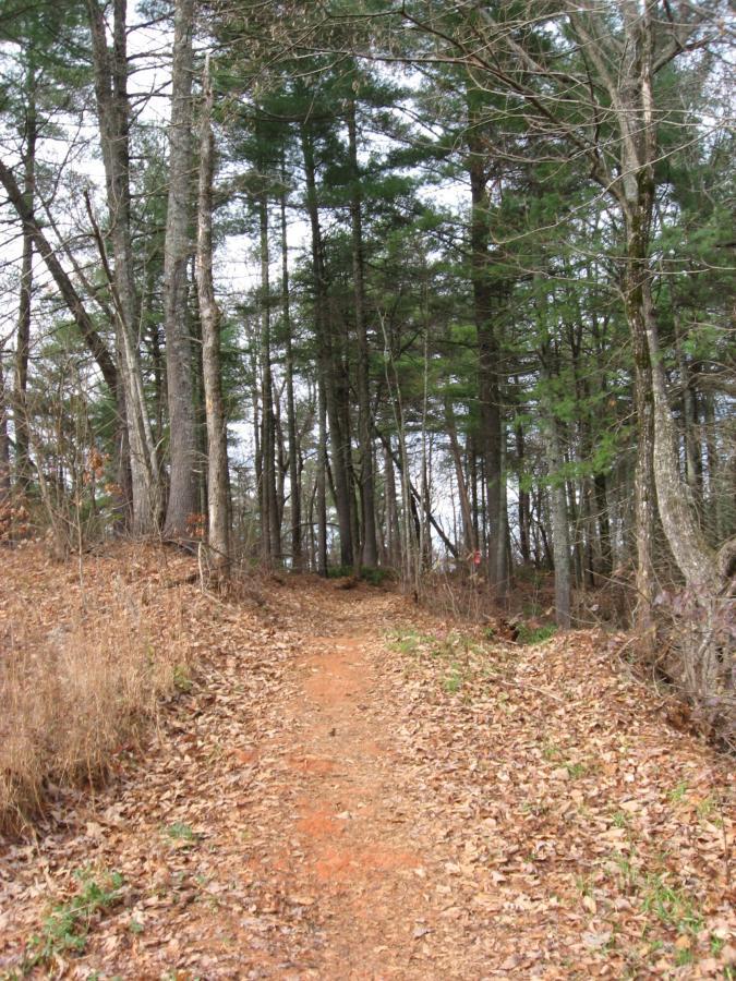 A dirt trail meandering through a forest, surrounded by tall trees and scattered dry leaves, with a gently sloping path leading into the woods. Jones Creek Ridge Trail mountain bike trail.