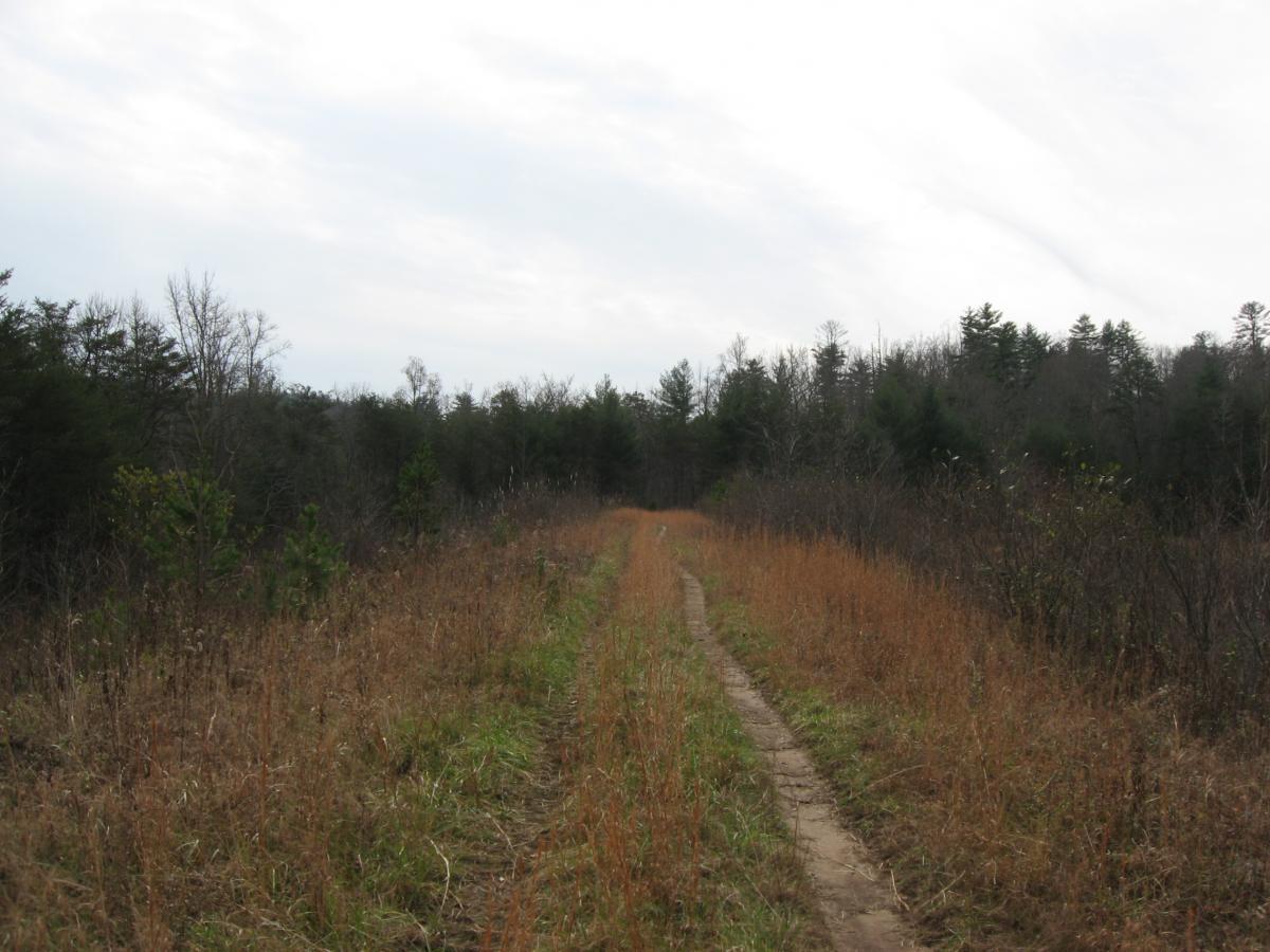 A dirt path meanders through a field of tall grass and sparse vegetation, flanked by trees in the background under a cloudy sky. The scene captures a tranquil natural landscape, suggesting an outdoor hiking or walking trail. Jones Creek Ridge Trail mountain bike trail.
