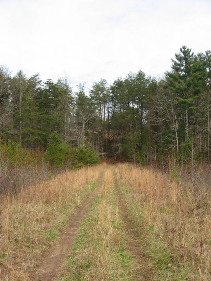 A dirt path winding through tall grass leading into a wooded area with evergreen and deciduous trees under a cloudy sky. Jones Creek Ridge Trail mountain bike trail.