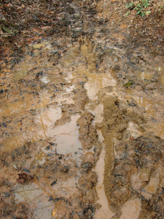 A muddy pathway with shallow puddles, showing tire tracks and uneven ground. The surface is a mix of wet soil and decaying leaves, surrounded by patches of greenery. Jake to Bull Mountain Connecter mountain bike trail.