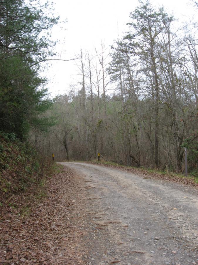 A gravel road winding through a wooded area with leafless trees and scattered fallen leaves lining the path. The sky is overcast, creating a serene, tranquil atmosphere. Jake to Bull Mountain Connecter mountain bike trail.