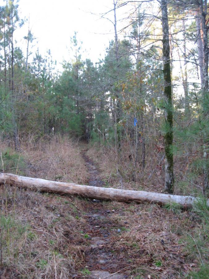 A narrow dirt trail winding through a dense forest, with tall trees on either side. A fallen log spans across the path, partially obstructing it, and the surroundings feature patches of tall grass and small bushes, suggesting a natural and unmaintained environment. Bright blue markings can be seen on the trees, indicating the trail route. Hickory Knob State Park mountain bike trail.