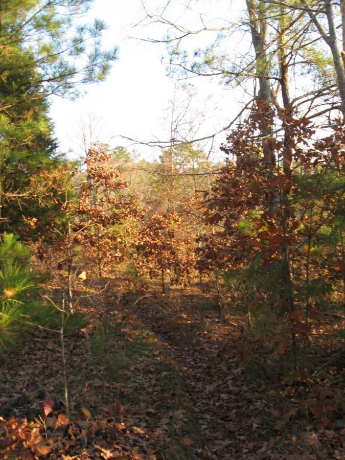 A serene forest path surrounded by trees, including evergreens and deciduous trees with dried leaves, illuminated by soft sunlight. The ground is covered in fallen leaves, leading into a wooded area that suggests a peaceful atmosphere. Hickory Knob State Park mountain bike trail.