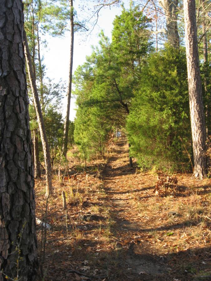 A dirt path winding through a forest, lined with tall pine trees and bushes. The ground is covered with fallen leaves, and sunlight filters through the tree canopy, creating a serene and tranquil atmosphere. Hickory Knob State Park mountain bike trail.