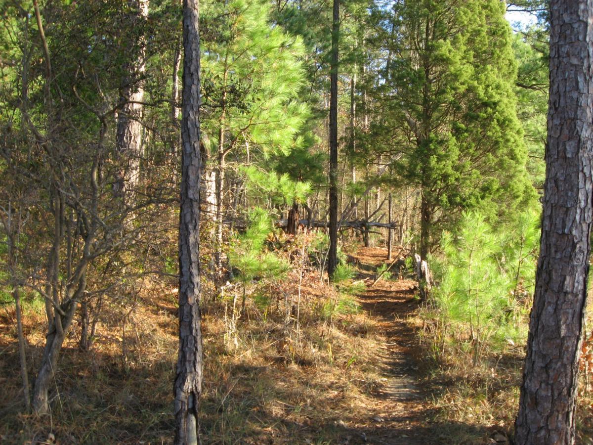 A serene forest path surrounded by tall trees and underbrush, with sunlight filtering through the foliage, creating a peaceful atmosphere. Hickory Knob State Park mountain bike trail.