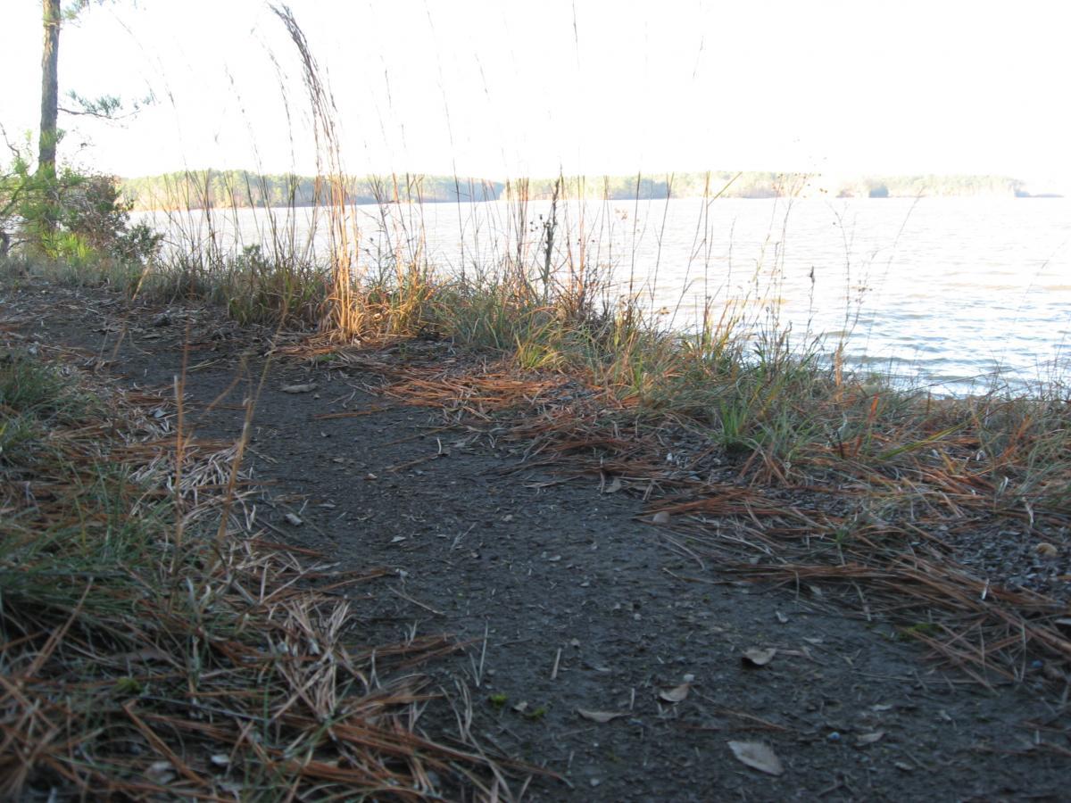 A narrow dirt path lined with tall grass and thin reeds, leading towards a calm body of water in the background. Sunlight softly illuminates the scene, highlighting the natural textures of the ground and vegetation. Hickory Knob State Park mountain bike trail.