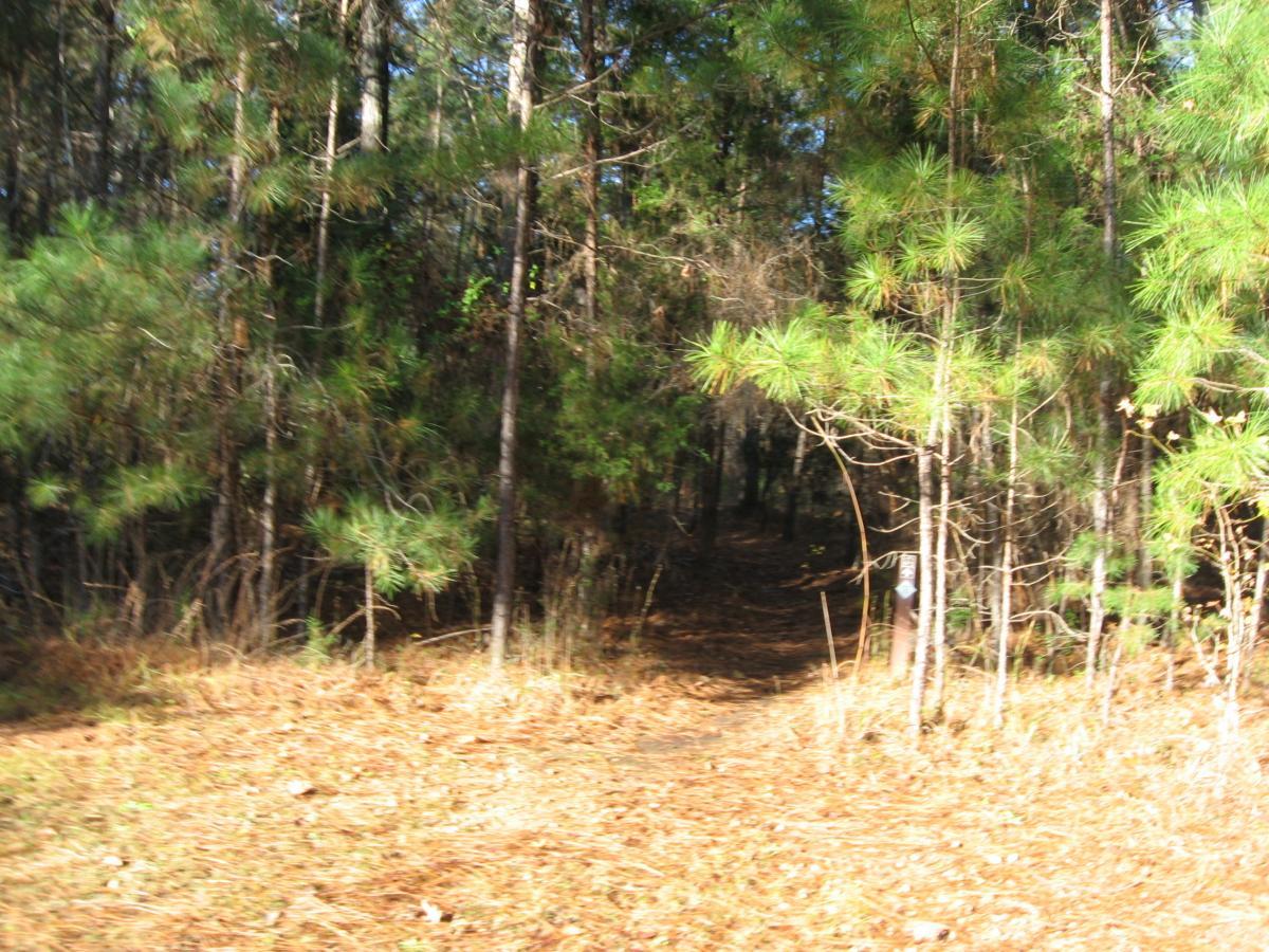 A narrow dirt path winding through a dense forest of tall pine trees, with sunlight filtering through the leaves. The ground is covered with pine needles and scattered leaves. Hickory Knob State Park mountain bike trail.