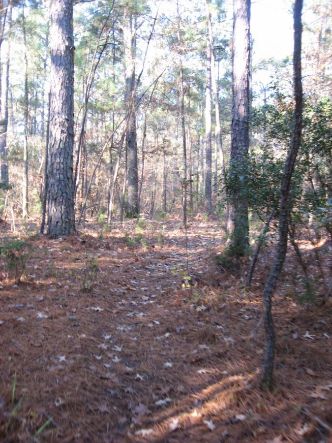 A sunlit forest path winding through tall pine trees, with a carpet of pine needles on the ground and scattered leaves, creating a serene and natural atmosphere. Hickory Knob State Park mountain bike trail.