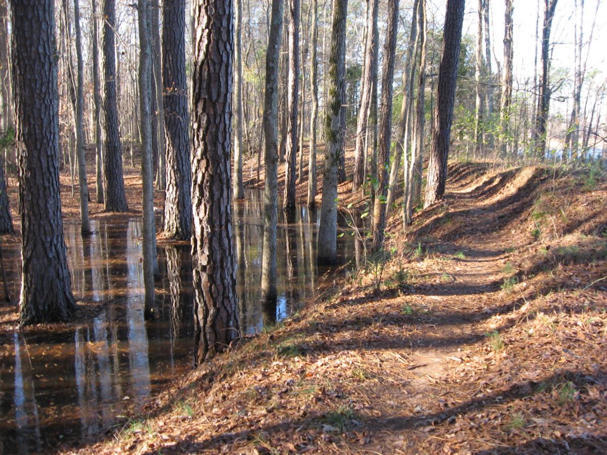 A tranquil forest scene featuring tall trees with textured bark, reflecting in a shallow body of water. A winding dirt path runs alongside the water, surrounded by fallen leaves and patches of grass. The setting is calm and natural, showcasing the beauty of a wooded area in early sunlight. Hickory Knob State Park mountain bike trail.
