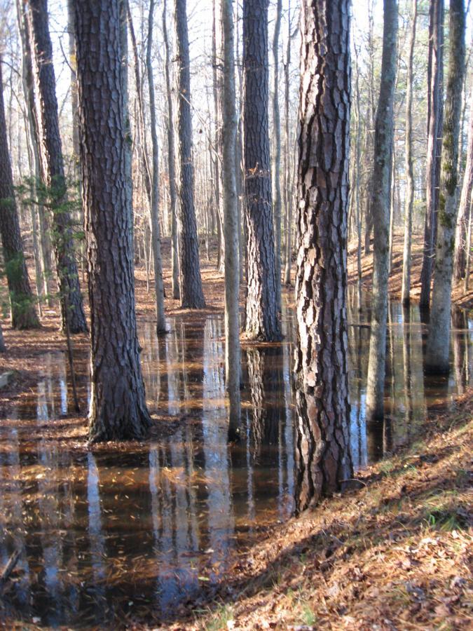 A tranquil forest scene featuring tall trees with textured bark surrounded by shallow water. Sunlight filters through the branches, casting reflections on the water's surface, while fallen leaves cover the forest floor. Hickory Knob State Park mountain bike trail.