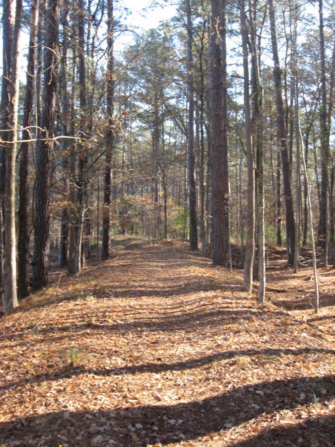 A sunlit forest path winding through tall trees, with a carpet of fallen leaves on the ground. The scene conveys a tranquil and natural environment, showcasing the beauty of the woodland area. Hickory Knob State Park mountain bike trail.