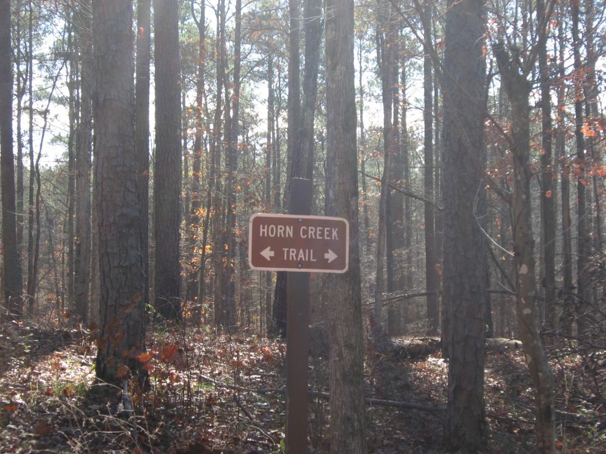 Signpost for Horn Creek Trail in a wooded area, surrounded by tall trees and scattered autumn leaves on the ground. The sunlight filters through the branches, creating a serene forest atmosphere. Lick Fork (Horn Creek) mountain bike trail.