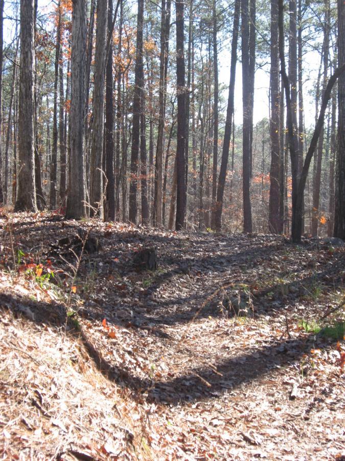 A sunlit forest scene featuring tall trees with pine needles and autumn leaves scattered across the ground, forming a natural pathway. The ground shows clear signs of a trail, and the light casts shadows of the trees on the forest floor, creating a serene and inviting atmosphere. Lick Fork (Horn Creek) mountain bike trail.