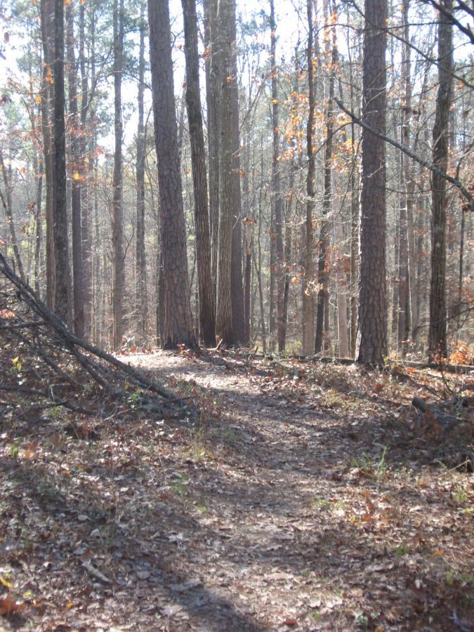 A winding dirt path through a forest with tall trees, dappled sunlight filtering through the branches, and scattered autumn leaves on the ground. Lick Fork (Horn Creek) mountain bike trail.