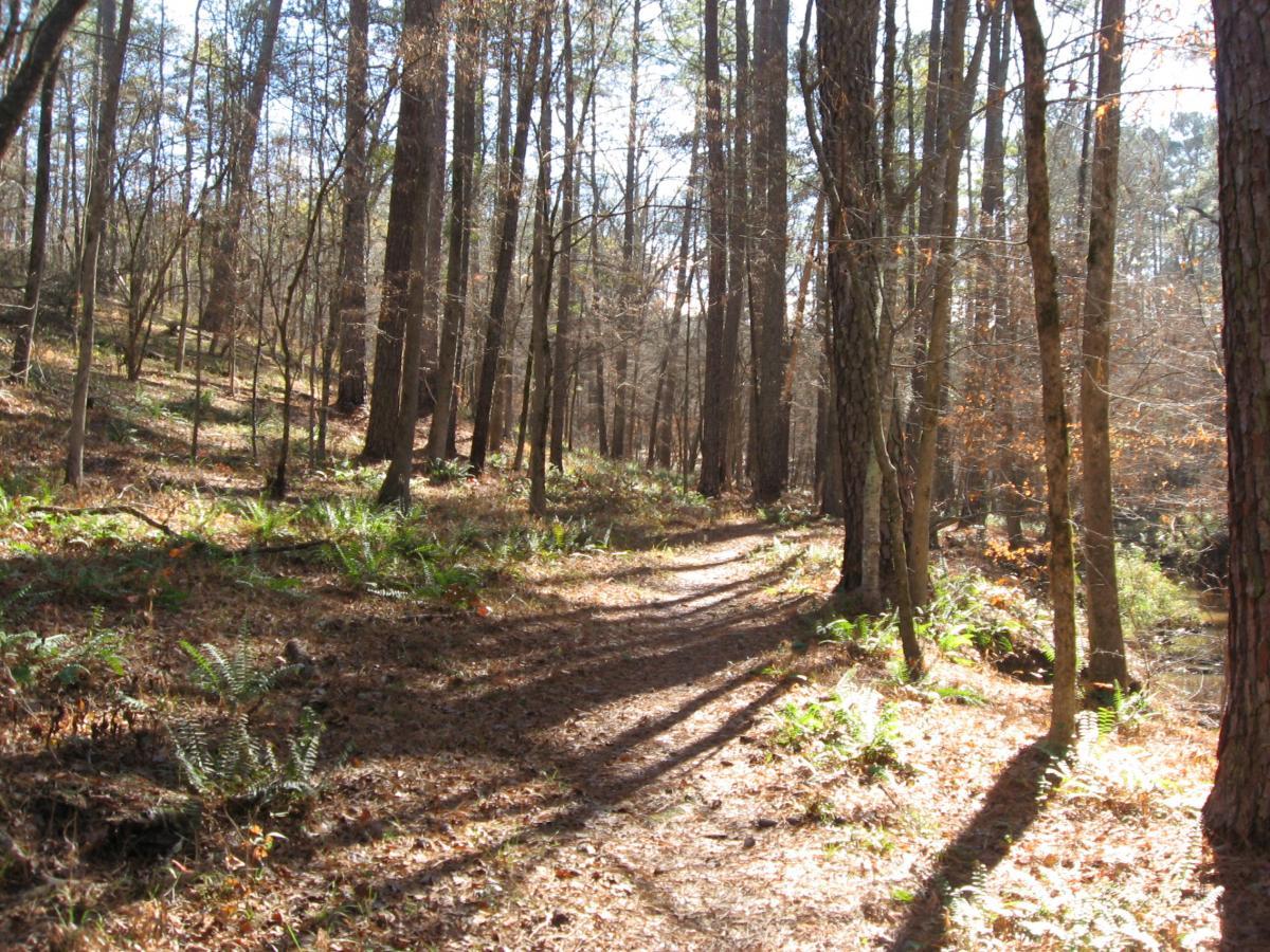 A sunlit forest path winding through tall trees, with patches of sunlight filtering through the branches. The ground is covered in fallen leaves and ferns, creating a serene and natural atmosphere. Lick Fork (Horn Creek) mountain bike trail.