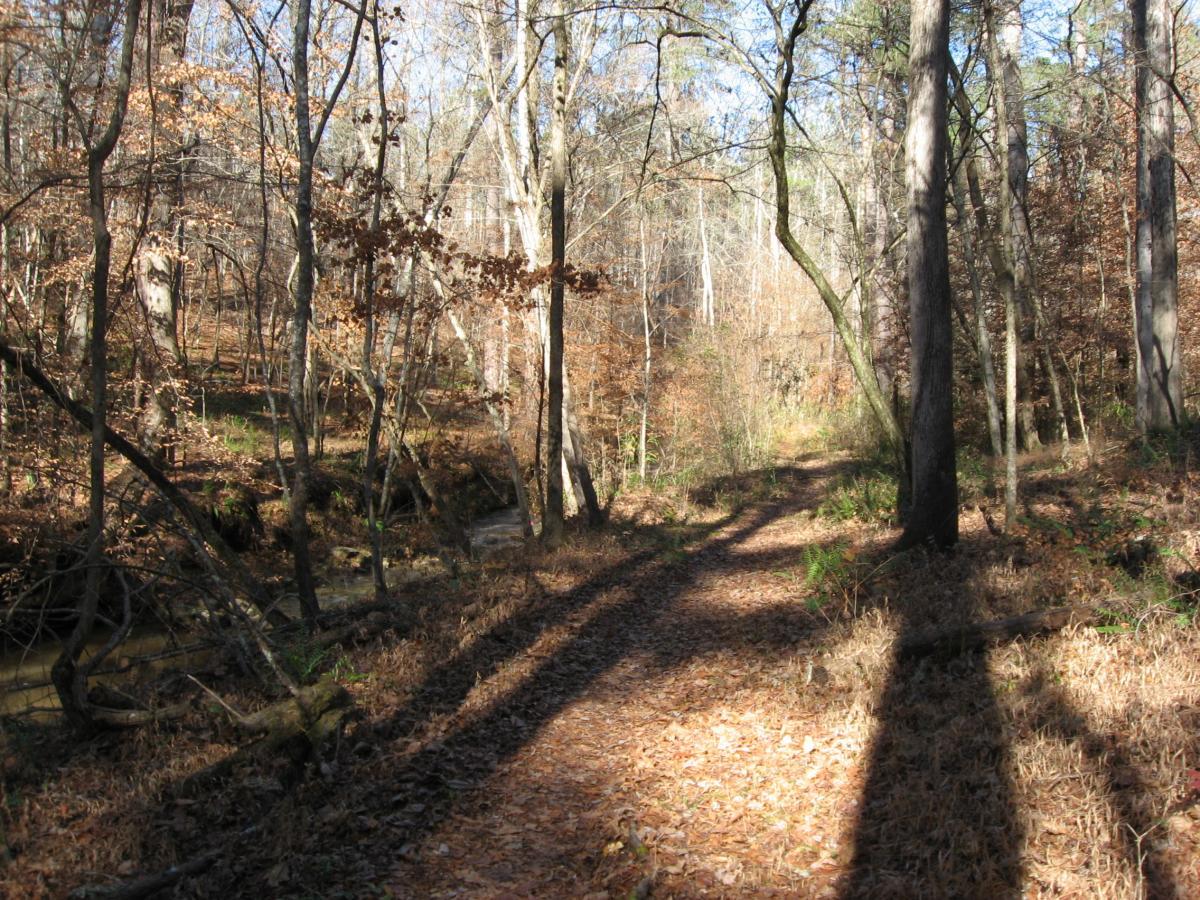 A winding dirt path surrounded by trees in a wooded area, with fallen leaves scattered on the ground and sunlight filtering through the branches. The scene depicts a serene outdoor landscape in autumn. Lick Fork (Horn Creek) mountain bike trail.