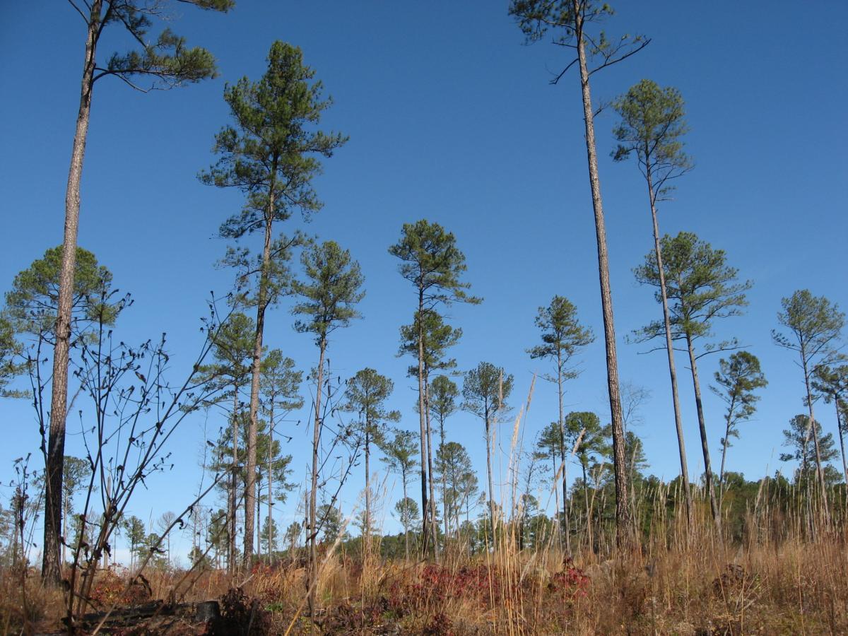 A forest landscape featuring tall pine trees against a clear blue sky. The ground is covered in dried grass and sparse vegetation, with some branches and shrubbery visible in the foreground. The scene conveys a natural, open environment. Lick Fork (Horn Creek) mountain bike trail.