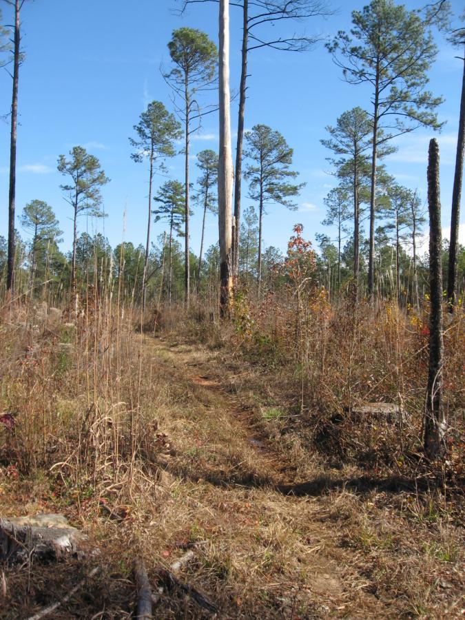 A narrow dirt path winding through a forested area, surrounded by tall pine trees and underbrush. The sky is clear and blue, and some trees show signs of damage, possibly from fire. The ground is covered with dry grass and fallen branches, indicating a natural landscape. Lick Fork (Horn Creek) mountain bike trail.