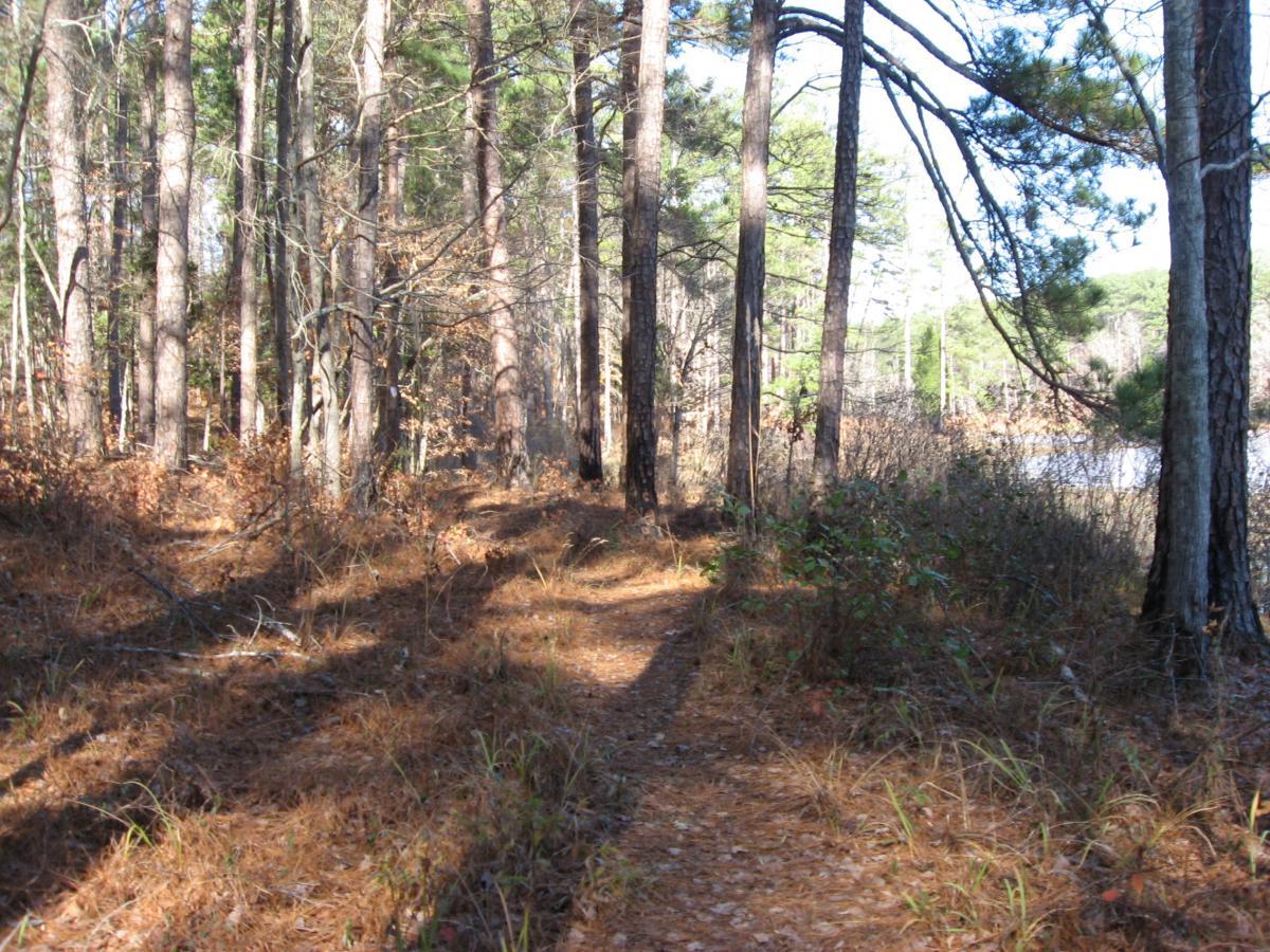A serene forest path surrounded by tall trees, with sunlight filtering through the branches. The ground is covered in fallen pine needles and scattered leaves, leading toward a view of a body of water in the background. Lick Fork (Horn Creek) mountain bike trail.