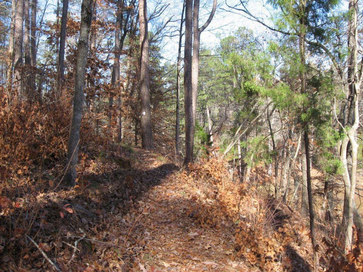 A winding dirt trail surrounded by tall trees, with fallen leaves lining the path. The scene captures a serene wooded area, showcasing a mix of greenery and autumn foliage under a clear blue sky. Lick Fork (Horn Creek) mountain bike trail.