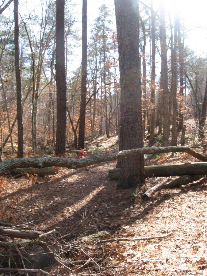 A sunlit forest scene featuring tall trees with pine bark and scattered autumn leaves on the ground. A fallen tree trunk forms a natural bridge over a small pathway, while shafts of light filter through the canopy, casting soft shadows on the earthy forest floor. Lick Fork (Horn Creek) mountain bike trail.