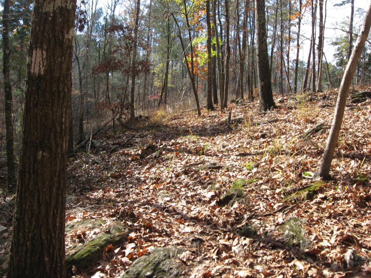 A sunlit forest scene showing a sloped path covered in fallen leaves and surrounded by trees. The ground is rocky and scattered with greenery, while some trees show hints of autumn foliage. Lick Fork (Horn Creek) mountain bike trail.