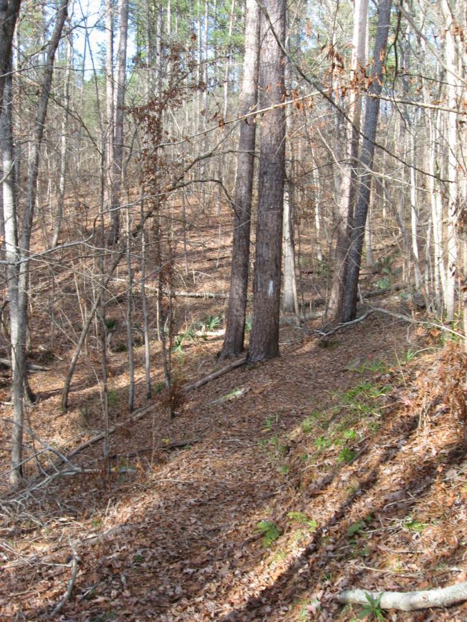 A forest scene showing tall trees in a woodland area, with a ground covered in fallen leaves. Sunlight filters through the branches, illuminating parts of the forest floor that has patches of green foliage. The path winds through the trees, leading deeper into the woods. Modoc (Stevens Creek Trail) mountain bike trail.