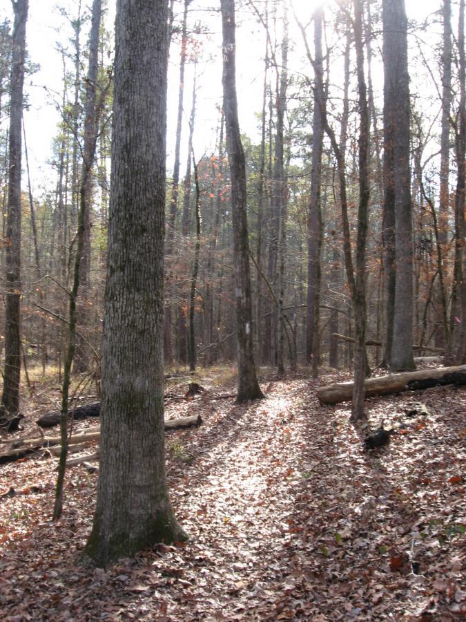 A sunlit forest scene featuring tall trees and a leaf-covered ground, with dappled light creating patterns on the path. The atmosphere is tranquil, highlighting natural beauty with fallen logs scattered throughout the area. Modoc (Stevens Creek Trail) mountain bike trail.